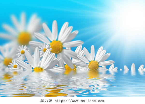 清新阳光照耀下水面的白色雏菊创意合成背景